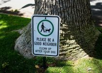 proper pool behavior guidelines