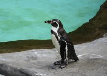 rescue wildlife from pool