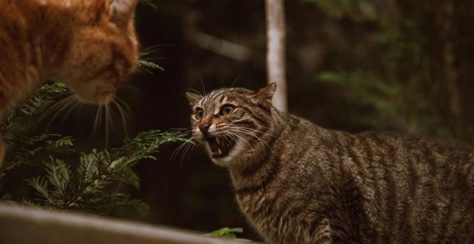 rustic outdoor ambiance enhancement