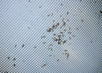 screened porches reduce bugs
