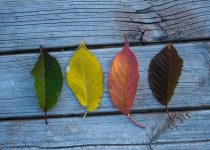 seasonal adaptability of doors