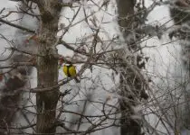 snow management in porches