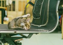 sustainable chair cleaning techniques