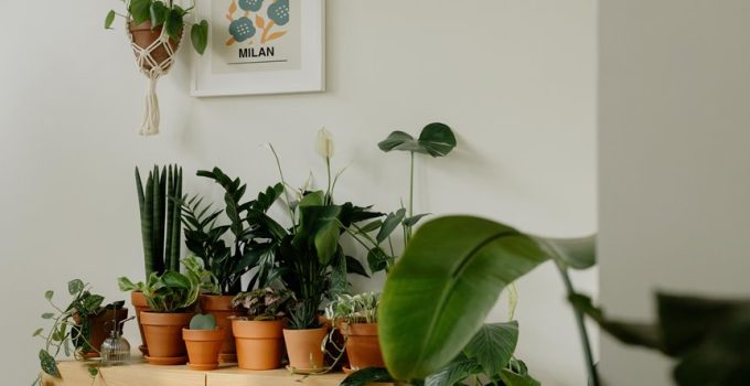 transparent tents as decor