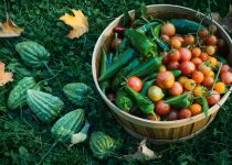 vegetable garden on lanai
