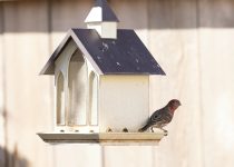 wildlife proof your decorations