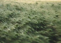 wind and hail impact